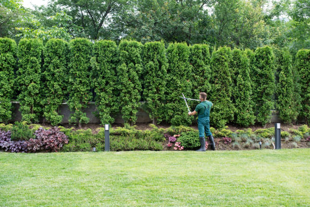 Best Pest Control for Lawns  in Bella Vista, CA