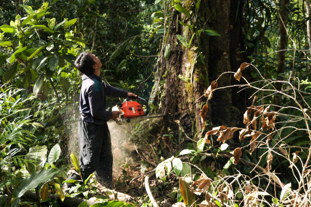 Best Stump Grinding and Removal  in Bella Vista, CA