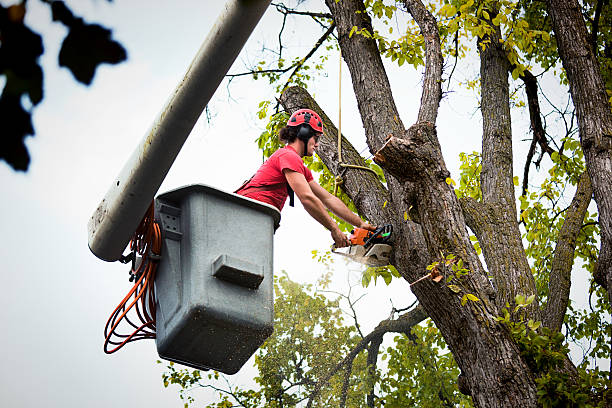 Best Tree Removal  in Bella Vista, CA