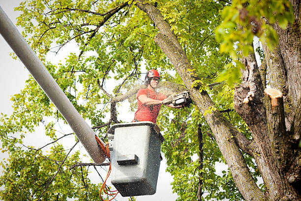  Bella Vista, CA Tree Services Pros