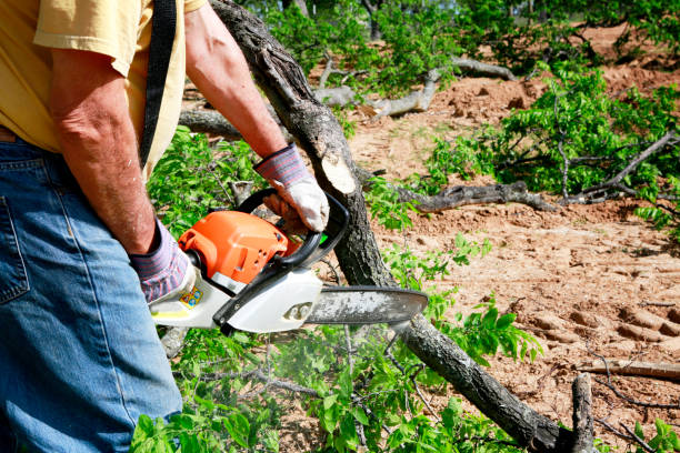 Why Choose Our Tree Removal Services in Bella Vista, CA?